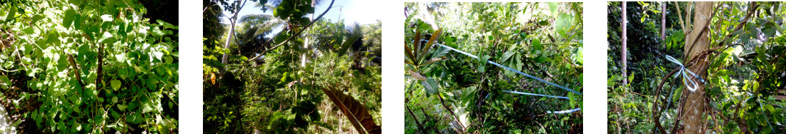 Images of trying to tame wildgrowth in
        tropical backyard garden