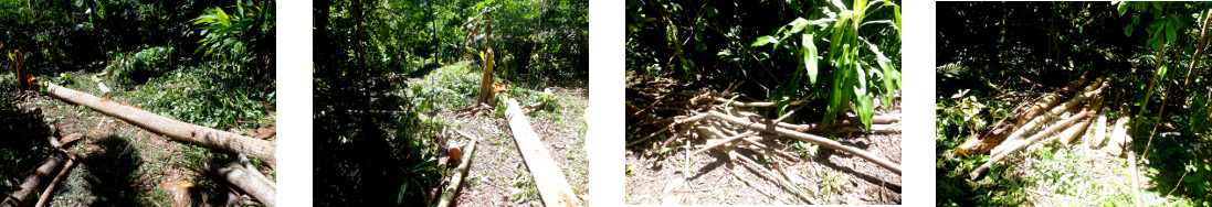 Images of felled tree waiting to be
        sawn up in tropical backyard