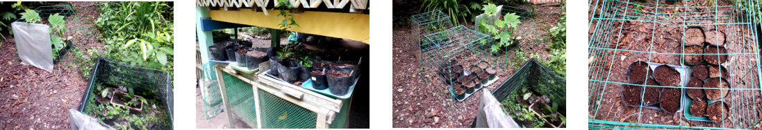 Imagwes of tropical backyard seedling nursery
            relocated