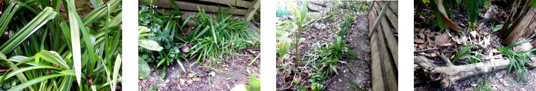 Images of tropical backyard garden
        patch tidied and pandan replanted