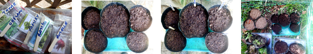 Images of herb seeds potted in
        tropical backyard