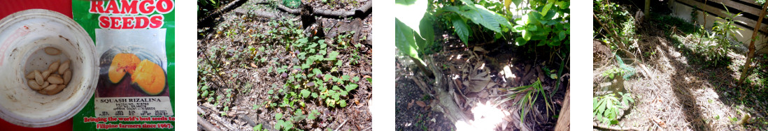 Images of squash seeds sown in various
        patches in tropical backyard garden