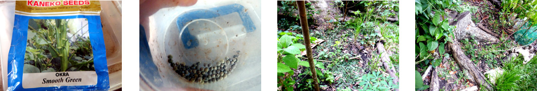 Images of okra seeds sown in tropical
        backyard