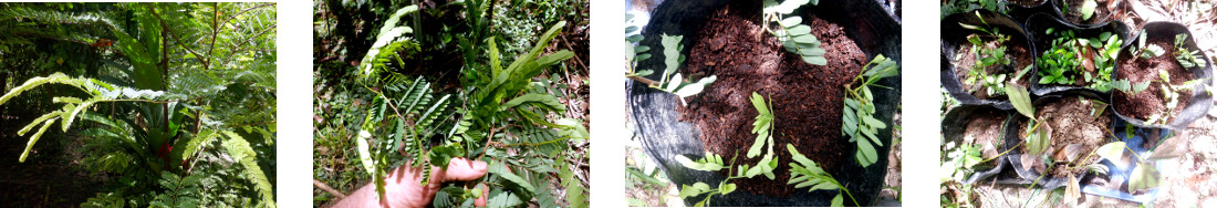Images of an attempt to make cutting
        from Tamarind tree
