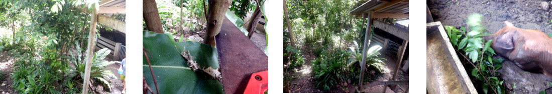 Images of trees trimmed and fed to
        tropical backyard pigs