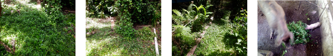 Images of tropical backyard garden
        path cleared of weeds