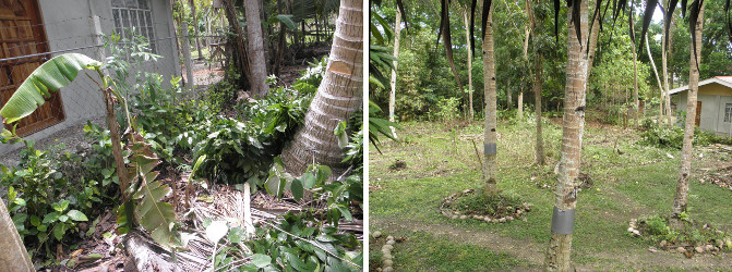 Images of remaining garden debris