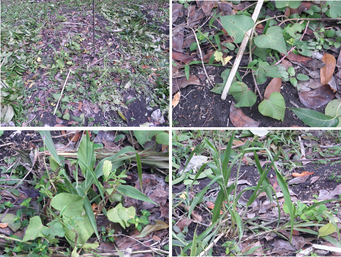 Images of plants recovered from under garden debris