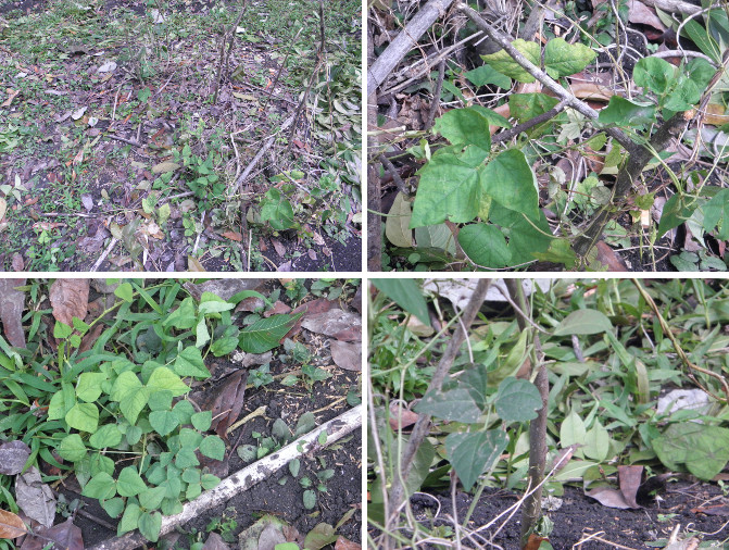 Images of plants recovered from under garden debris