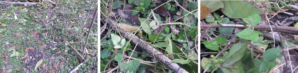 Images of plants recovered from under garden debris