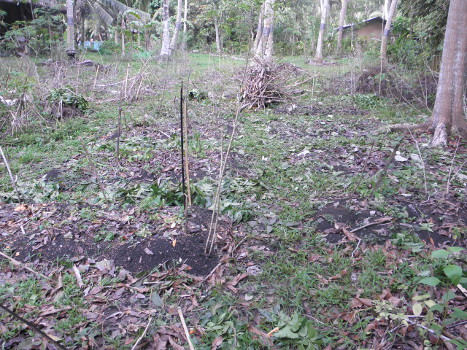 Overview oif garden area after retrieval of planting
        patches from debris