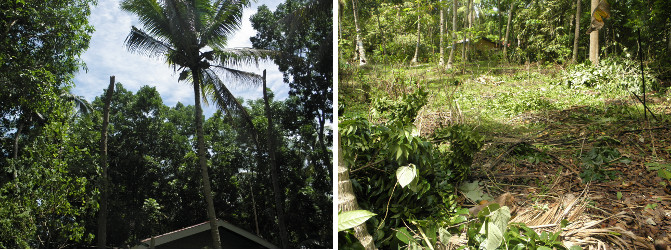 Images of naked trees and garden debris