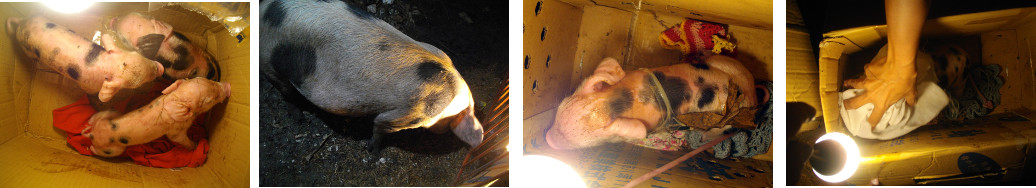 Images of new born tropical backyard piglets put in
        boxes so as not to disturb sow while farrowing