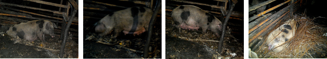 Images of restless tropical backyard sow before
        farrowing begins