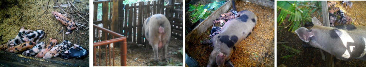 Images of piglets suckling