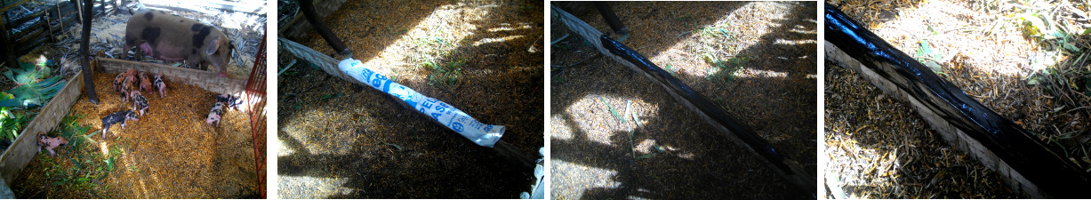 Images of padded barrier to restrain movement of
        piglets