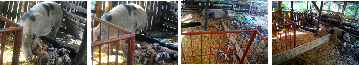 Images of padded barrier to allow sow to escape piglets
