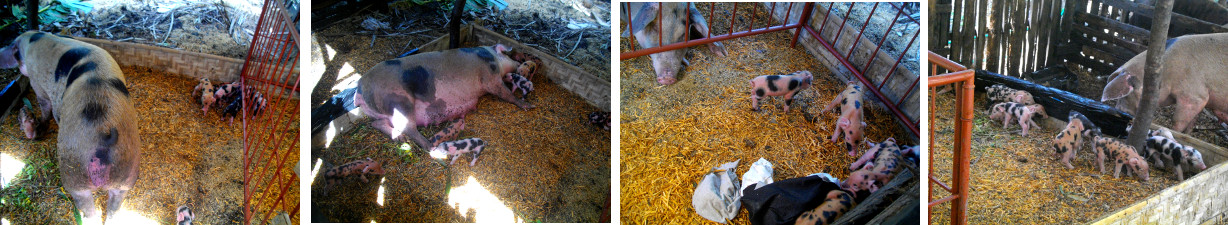 Images of padded barrier to allow sow to separate from
        piglets