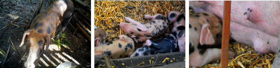 Images of sow with new born piglets