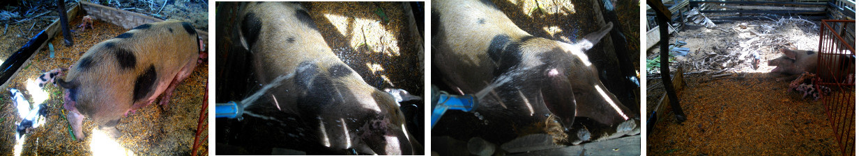 Images of Pig being bathed