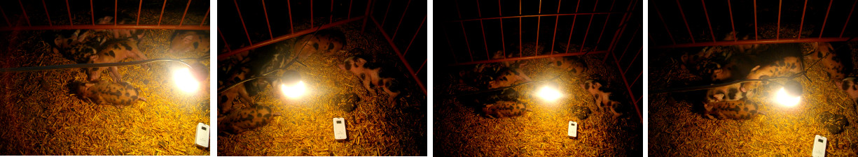 Images of piglets sleeping in creep
        space atnight