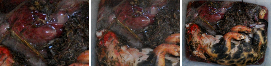 Images of stillborn piglet with
        placenta