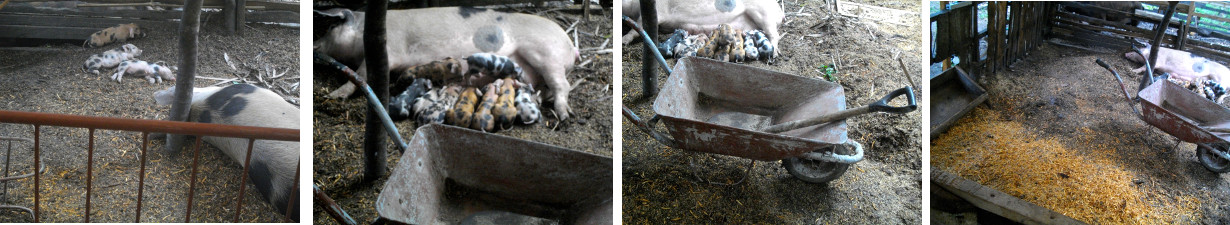 Images of sow with piglets in pen
        being cleaned