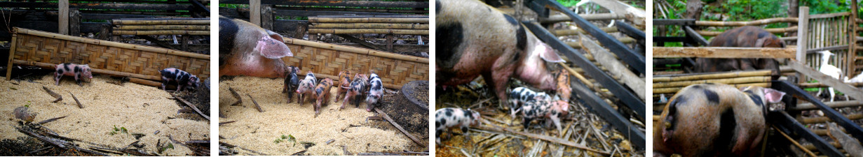 Images of piglets with mother