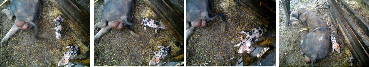 Images of yoing piglets visiting their
        father