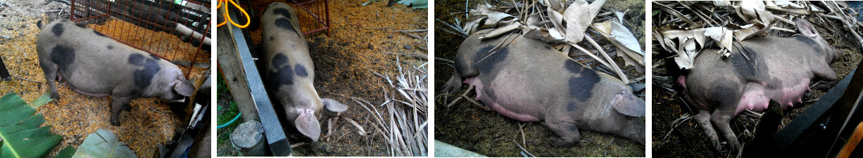 Images of restles pig -just before
        giving birth