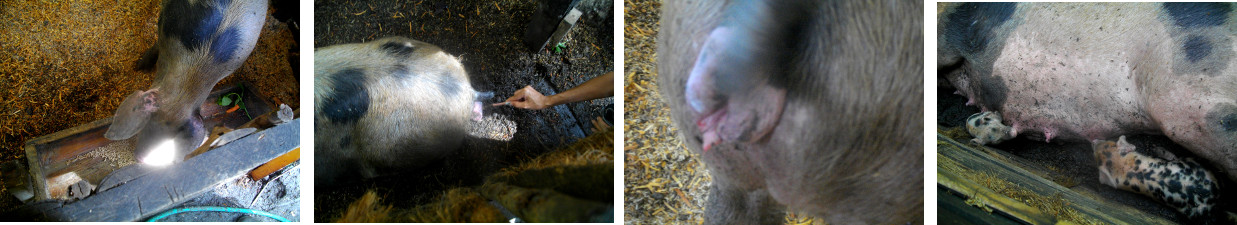 Images of sow in tropical backyard
        pen
