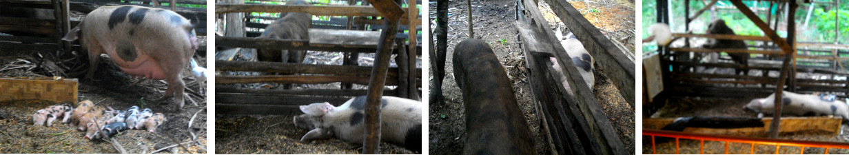 Images of Sow and Boar in neighbouring
        pens