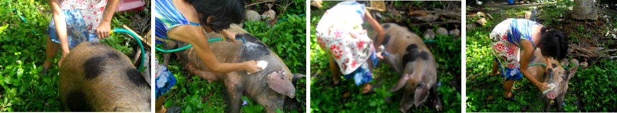 Images of sow being bathed in the
        garden