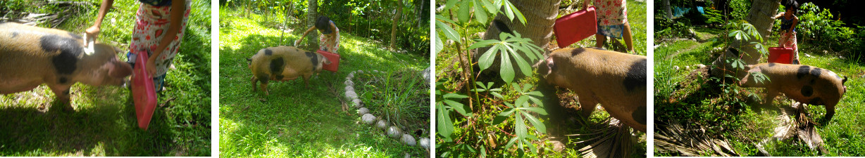 Images of sow having a holiday in a tropical garden