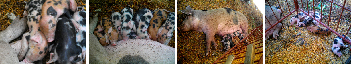Images of sow suckling yoing piglets