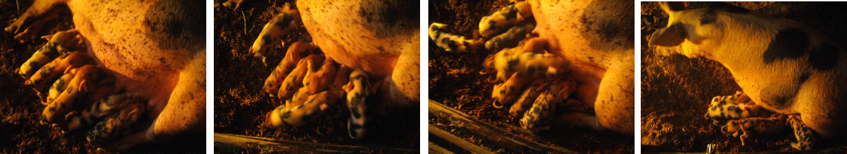 Images of piglets suckling at night