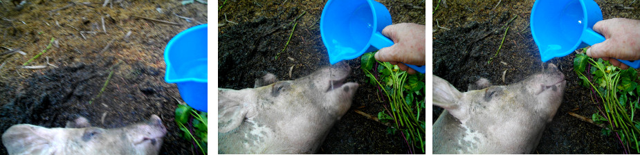 Images of sow being given water from a
        dipper