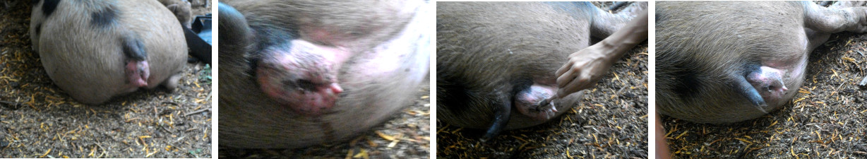 Images of a sow being treated for
        vulvitis