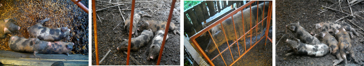 Omages of sow and piglets in a
        tropical backyard