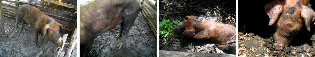 Images of boar in tropical backyard