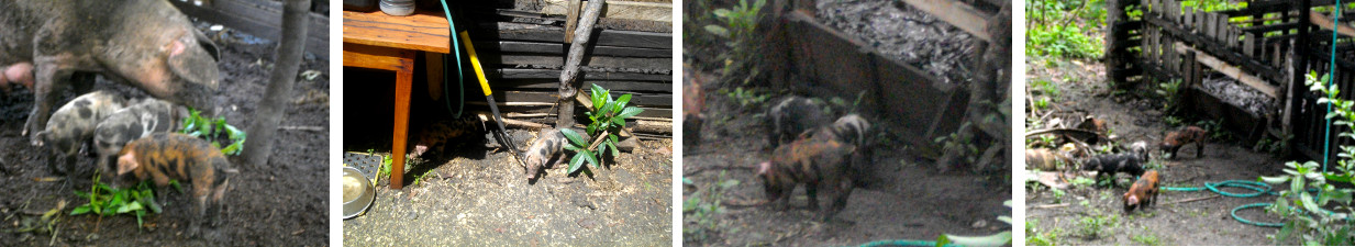Images of piglets in tropical
        backyard
