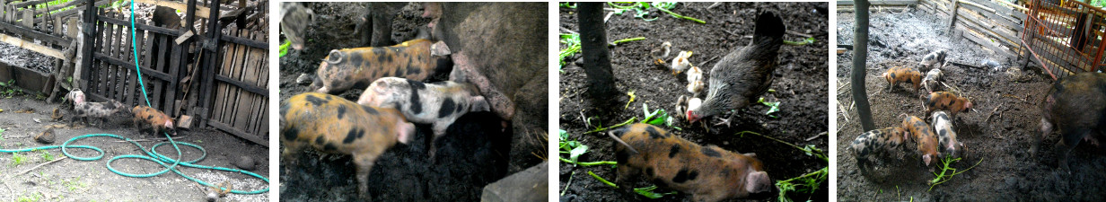 Images of sow and piglets in tropical
        backyard