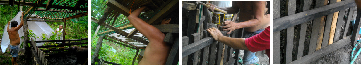 Images of men improving pig pen in
        tropical backyard