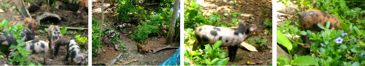 Images of piglets exploring tropical
        backyard garden