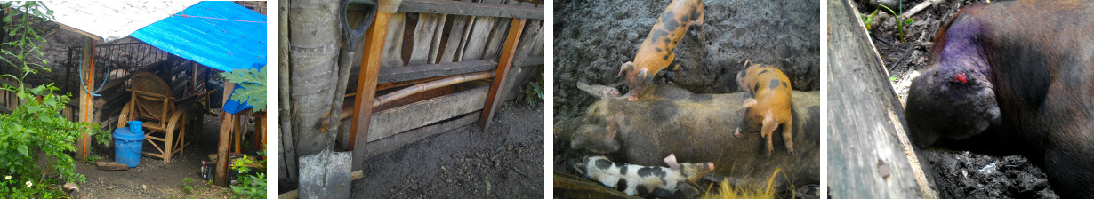 Images of pigs in tropical backyard