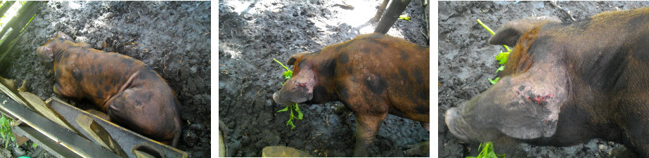 Images of boar in tropical backyard