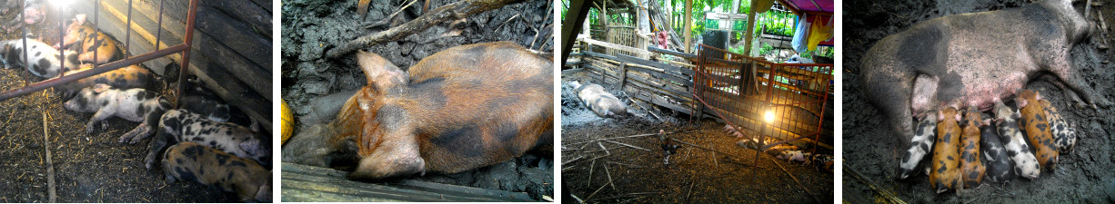 Images of piglets and parents in a
        tropicl backyard