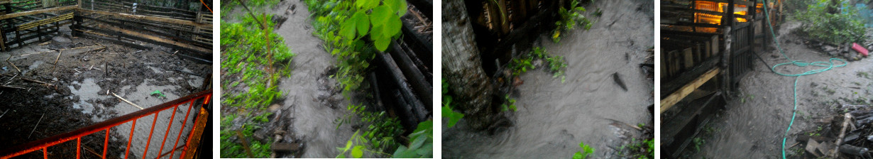 Images of flooding around tropical backyard pig pens