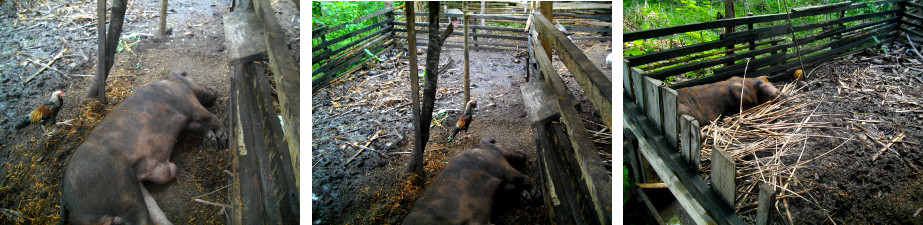 IMages of sick boar in a tropical
        backyard pig pen