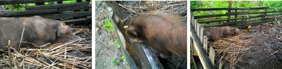 Images of sick boar in a tropical
        backyard pen